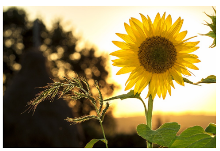 Photo Example - Flower